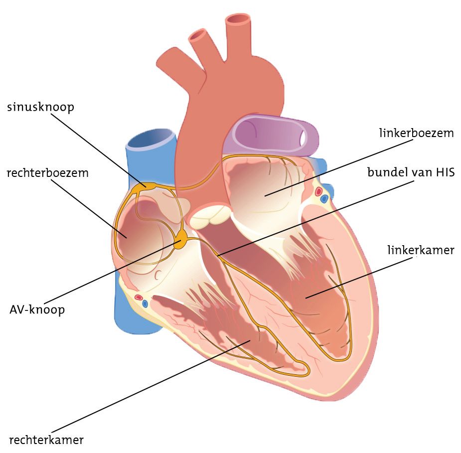 Medische illustratie van het geleidesysteem van het hart