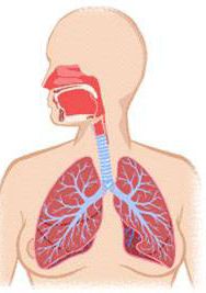 Medische illustratie longen