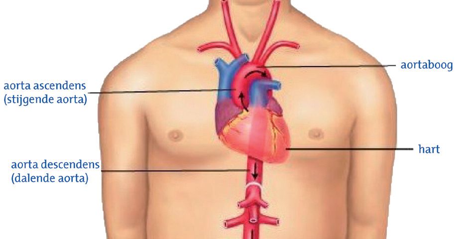 Afbeelding aorta in borstkas