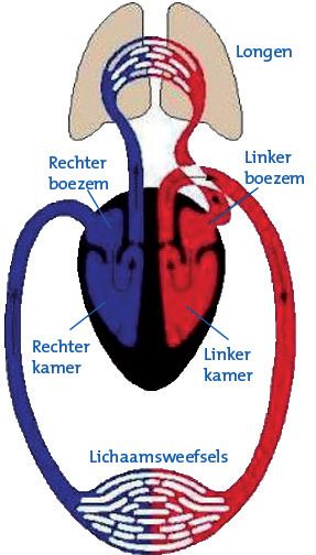 Afbeelding hart- en bloedsomloop schematisch