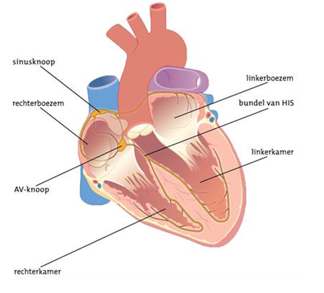 Medische illustratie van het hart
