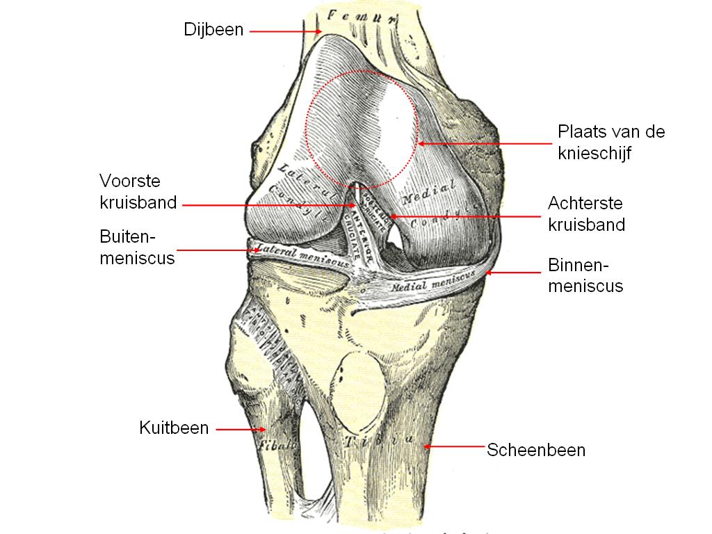 Medische illustratie van de knie