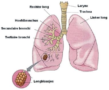 Illustratie longen