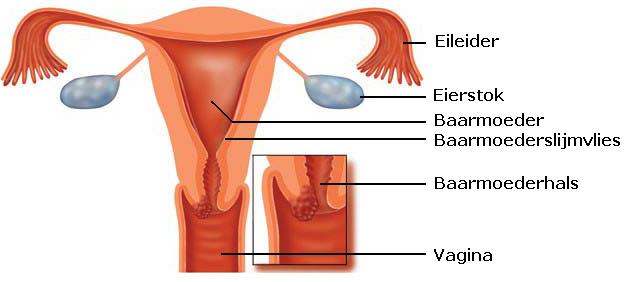 Vagina knubbel in runder Knubbel