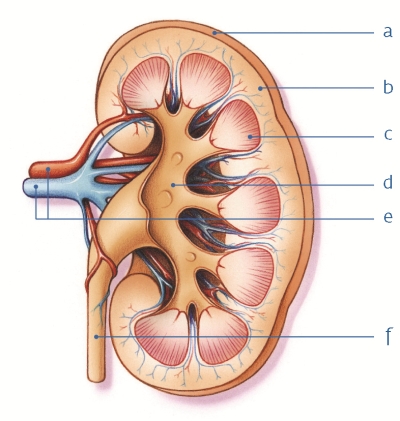 Medische illustratie dwarsdoorsnede van de nier
