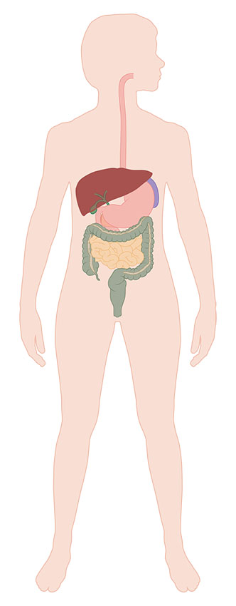 Medische illustratie dikke darm en omringende organen