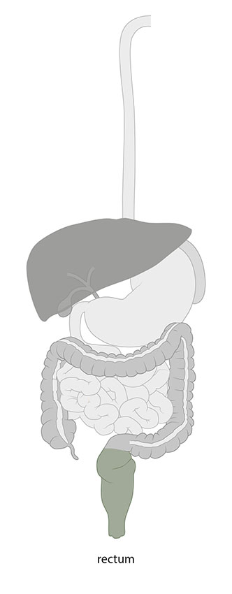 Medische illustratie rectum