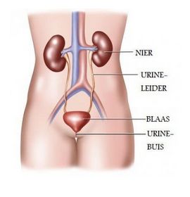 Illustratie nieren nierbekken urineleiders blaas urinebuis