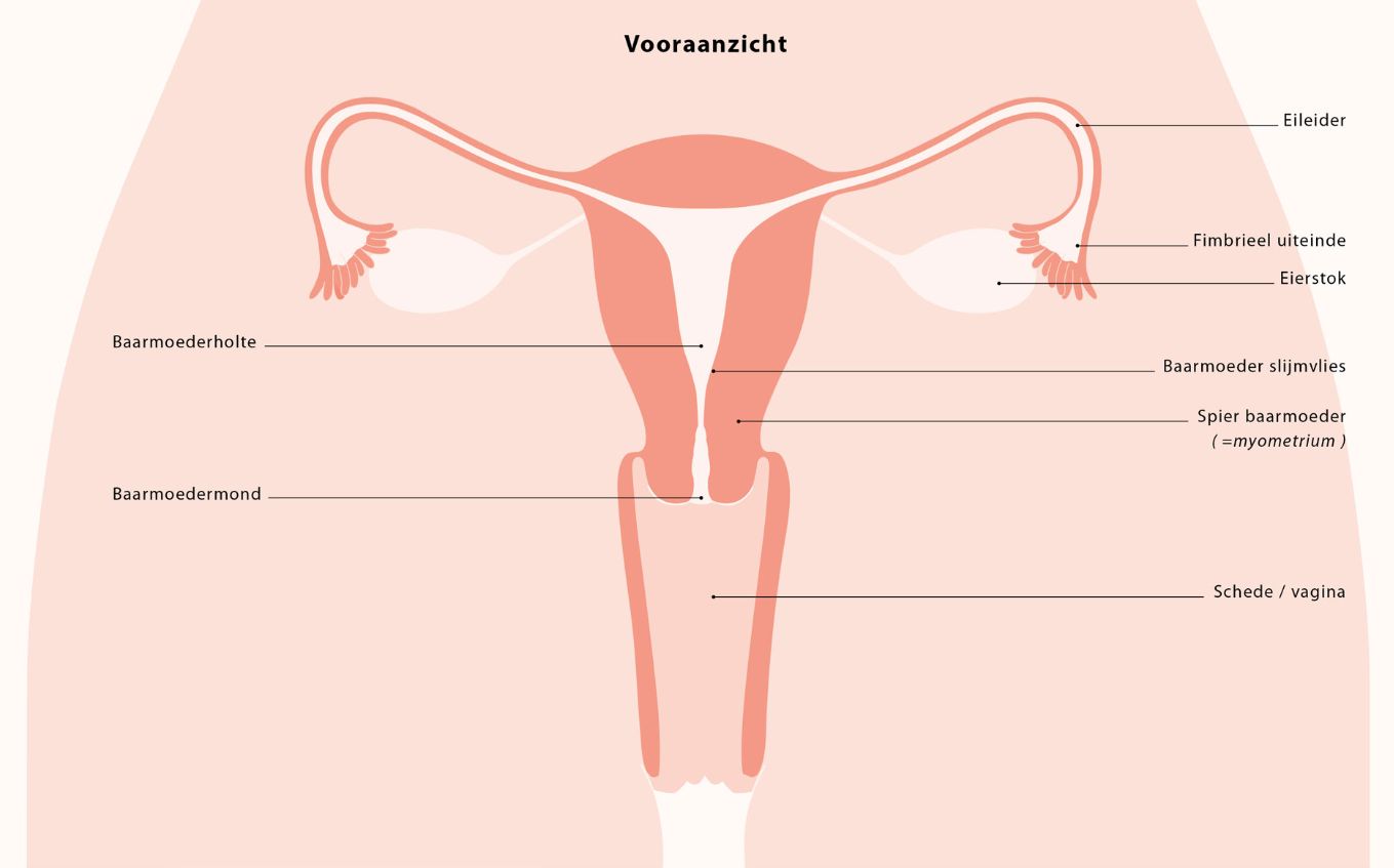 Medische illustratie vooraanzicht baarmoeder