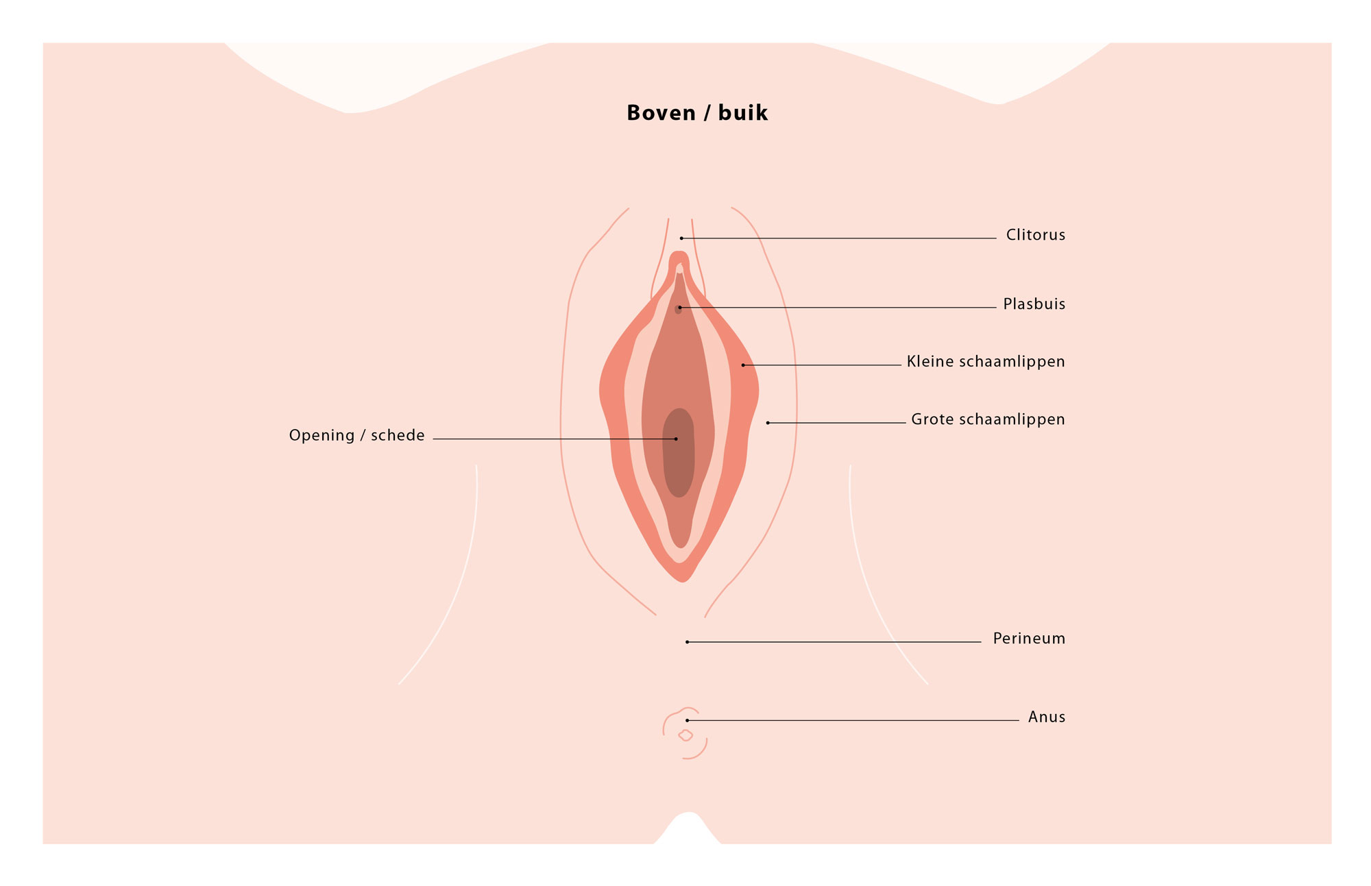 Medische illustratie vooraanzicht vagina