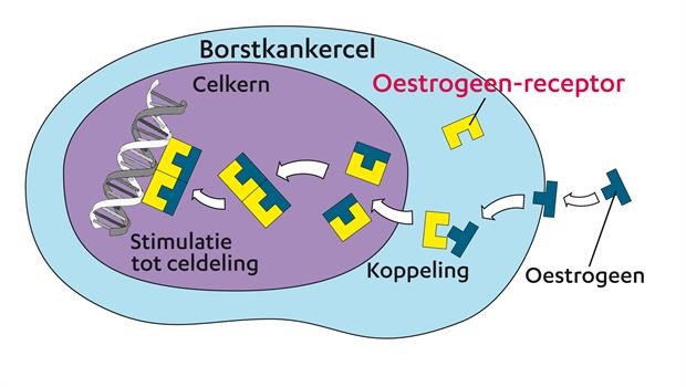 Illustratie borstkankercel