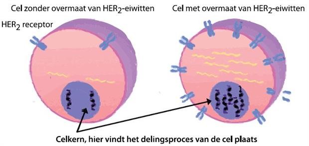 Illustratie celdeling