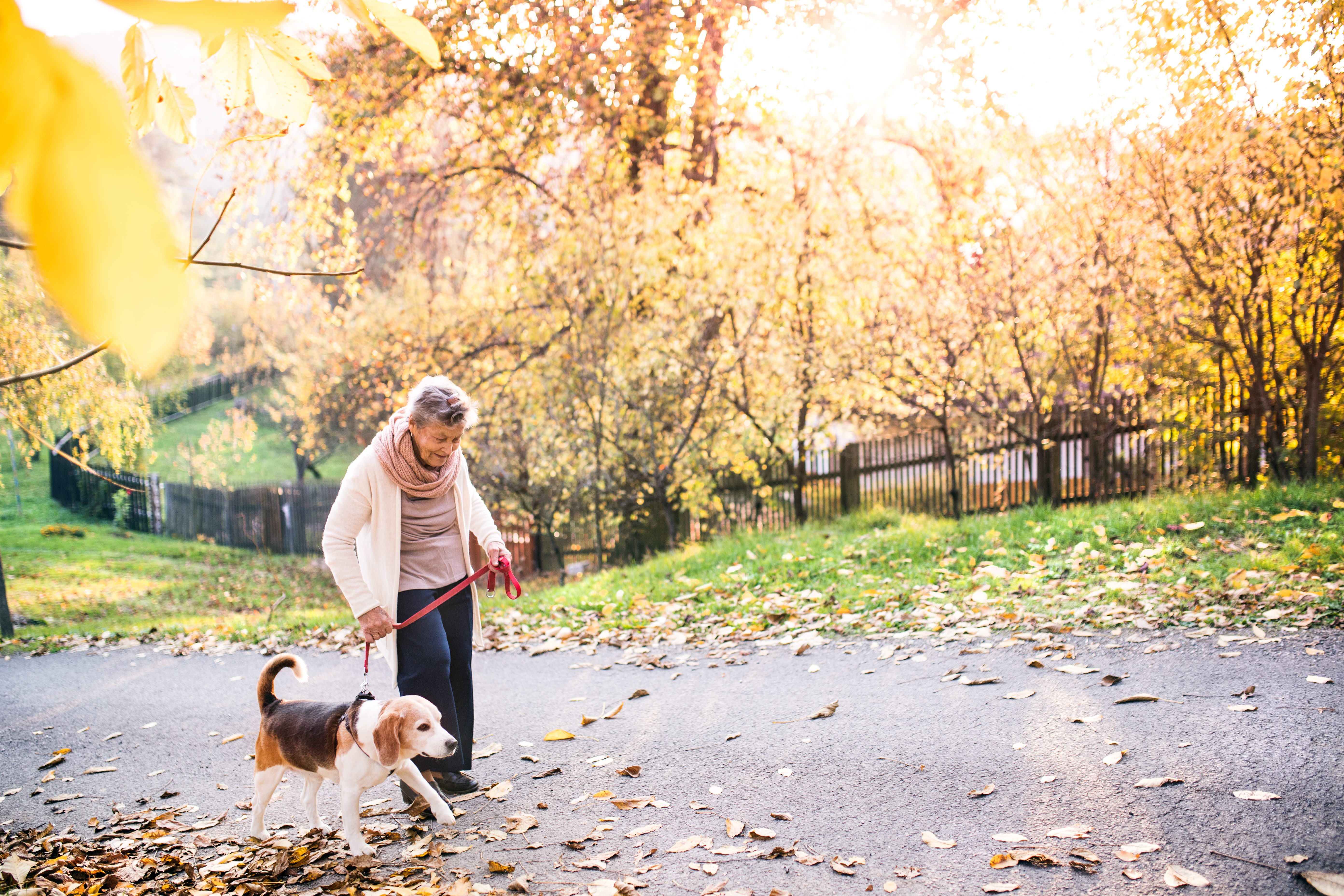 Oudere vrouw loopt met haar hond door het park