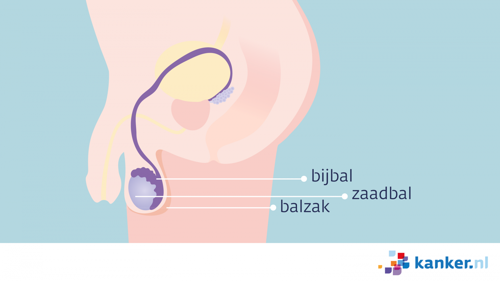 Zaadbal afbeelding bijbal zaadbal balzak